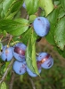 Slivka domáca (Prunus domestica)