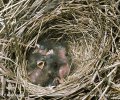 Strnad rákosní - hnízdo s mláďaty