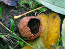 Sýkora koňadra - poškozený ořech