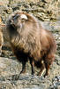 Tahr himálajský