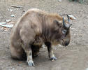 Takin čínský (zlatý) (Budorcas taxicolor bedfordi)