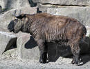 Takin indický (Budorcas taxicolor taxicolor)