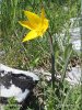 Tulipán lesní (Tulipa sylvestris)