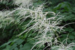Udatna lesní (Aruncus vulgaris)
