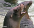 Uškatec kalifornský (Zalophus californianus)