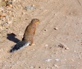 Veverka šilu (Xerus rutilus)