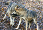 Vlk obecný (Canis lupus)