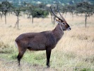 Voduška velká (Kobus ellipsiprymnus)