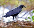 Vrana štíhlozobá (Corvus capensis)