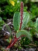 Vrba síťnatá (Salix reticulata)