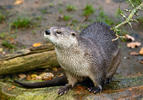 Vydra severoamerická (Lontra canadensis)