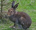 Zajíc bělák (Lepus timidus)