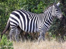 Zebra Böhmova