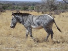 Zebra Grévyho