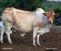 Zebu