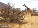 Žirafa štíhla sieťovaná