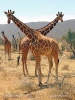 Žirafa štíhla sieťovaná