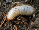 Zlatohlávek (larva)