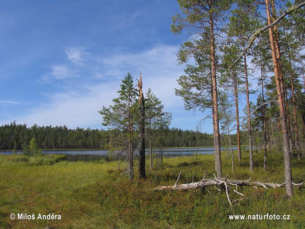 Národní park Pyhä-Häki (F)