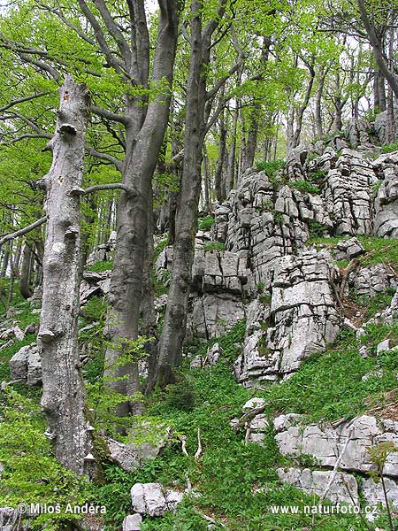 Národní park Risnjak (HR)