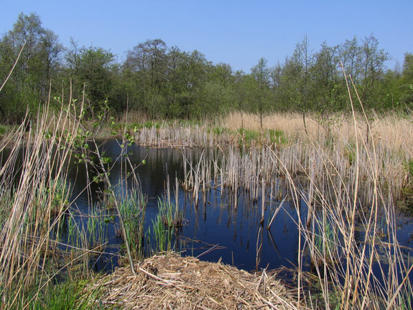 Národný park Alde Feanen (NL)