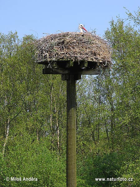 Národný park Alde Feanen (NL)