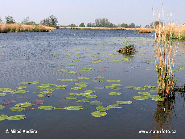 Národný park Alde Feanen (NL)