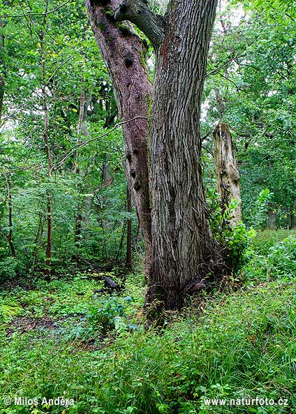 Národný park Dalby Soderskog (S)