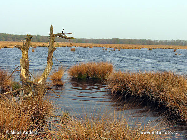 Národný park Dwingelderweld (NL)