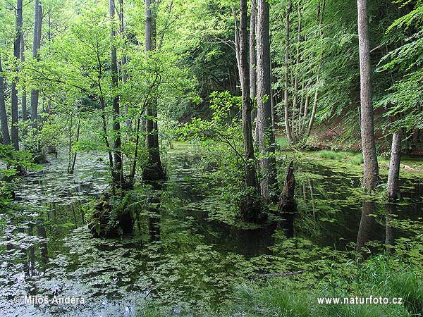 Národný park Jasmund (DE)