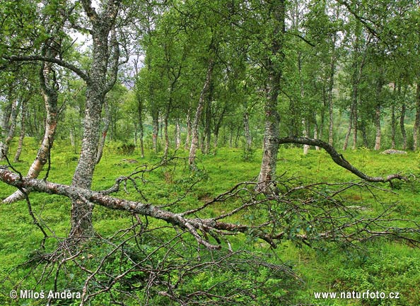 Národný park Junkerdal (N)