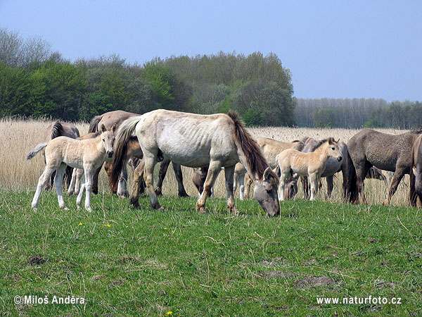 Národný park Lauwersmeer (NL)