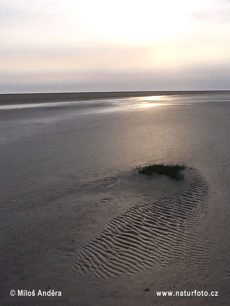 Národný park Schleswig-Holsteinisches Wattenmeer (DE)