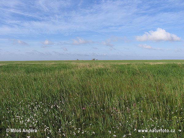 Národný park Schleswig-Holsteinisches Wattenmeer (DE)