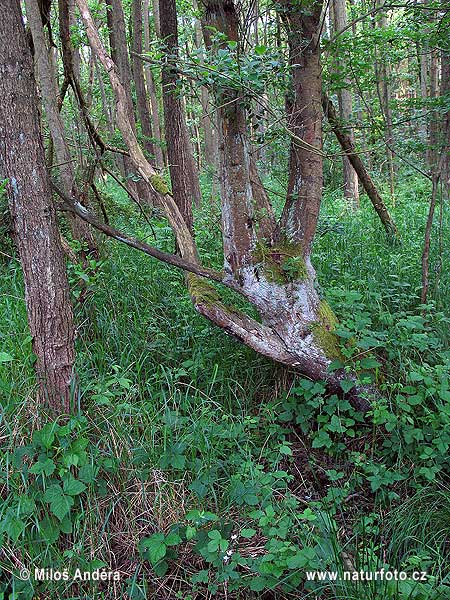 Národný park Vorpommersche Boddenlandschaf (DE)