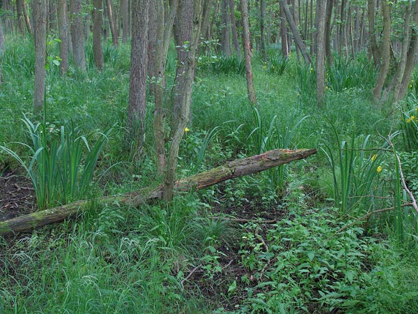 Národný park Vorpommersche Boddenlandschaf (DE)