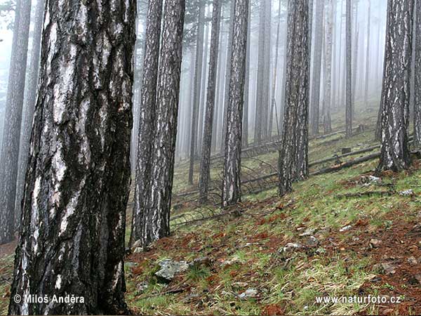 Národný parkPindos/Valia Calda (GR)