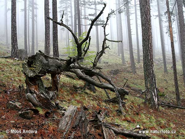 Národný parkPindos/Valia Calda (GR)