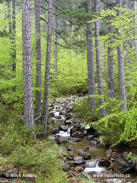 Národný parkPindos/Valia Calda (GR)