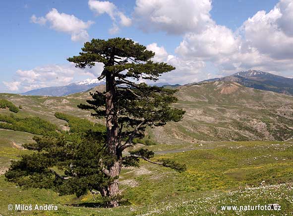 Národný parkPindos/Valia Calda (GR)