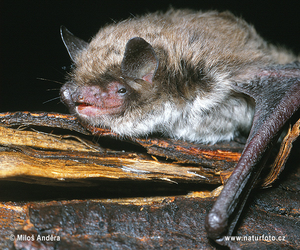 Netopier Brandtov (Myotis brandtii)