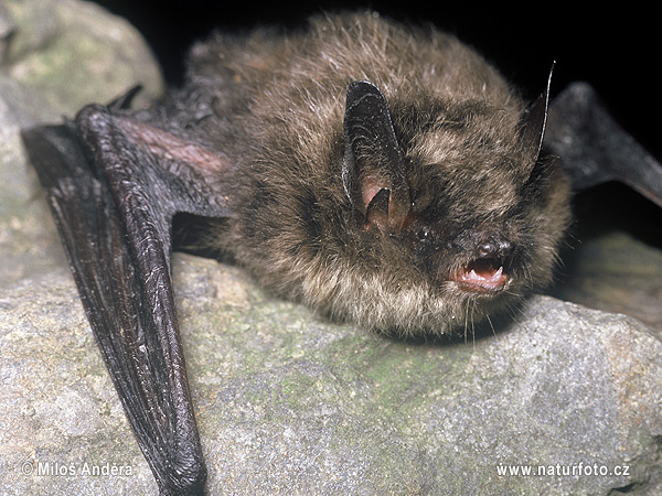 Netopier Brandtov (Myotis brandtii)