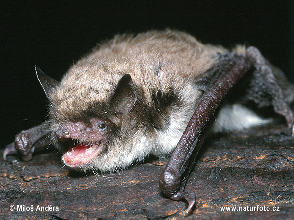 Netopier Brandtov (Myotis brandtii)