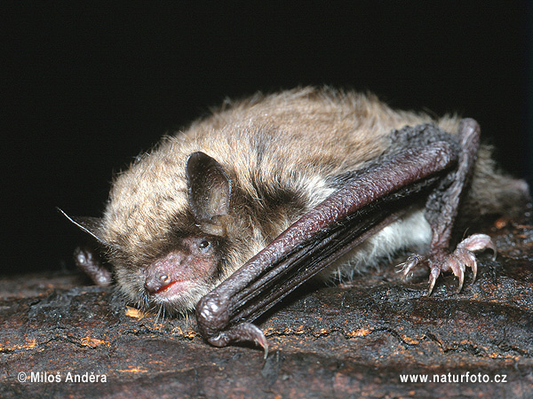 Netopier Brandtov (Myotis brandtii)