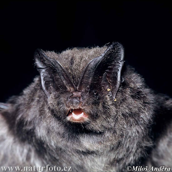 Netopier čierny (Barbastella barbastellus)