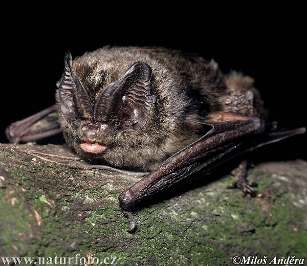 Netopier čierny (Barbastella barbastellus)