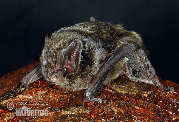 Netopier čierny (Barbastella barbastellus)