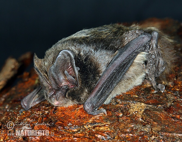 Netopier čierny (Barbastella barbastellus)