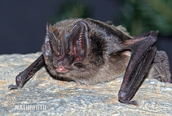 Netopier čierny (Barbastella barbastellus)