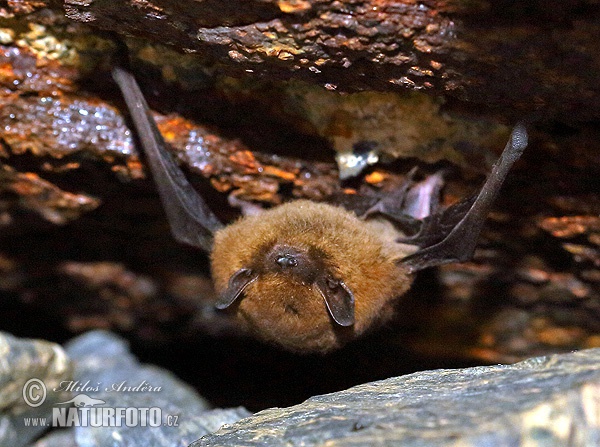 Netopier hvízdavý (Pipistrellus pipistrellus)